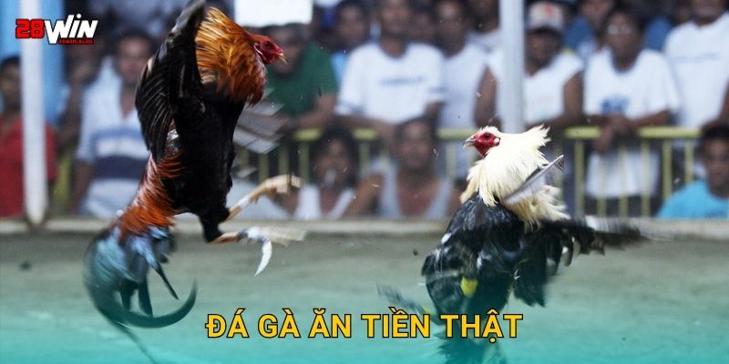 Đá gà ăn tiền thật hợp pháp – Thắng lớn dễ dàng tại 28win