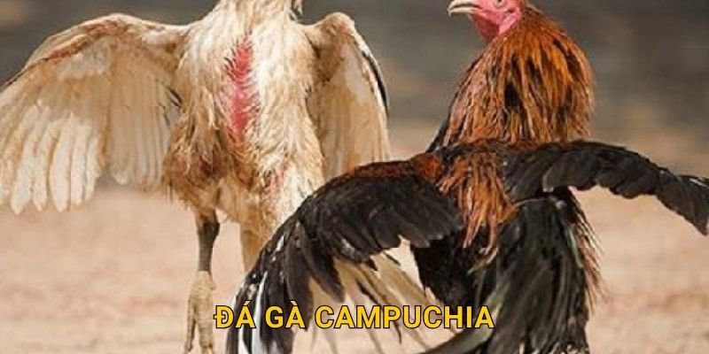 Đá gà Campuchia hấp dẫn – Sàn đấu kịch tính tại 28win