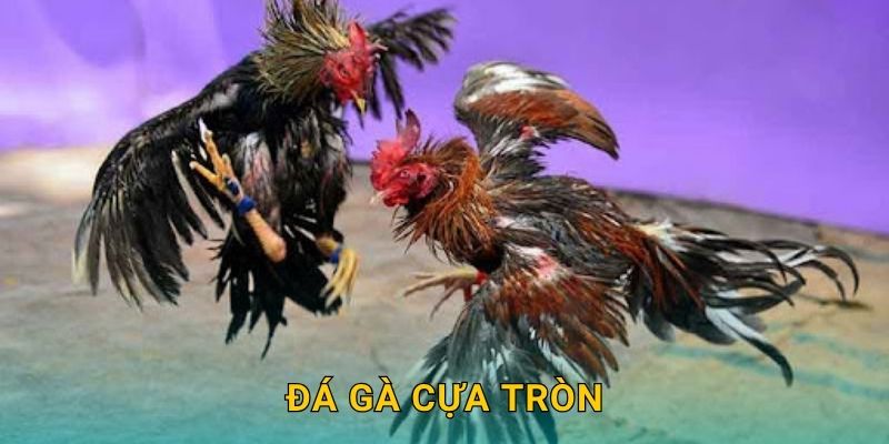 Đá gà cựa tròn kỹ thuật – Màn đối đầu công bằng tại 28win