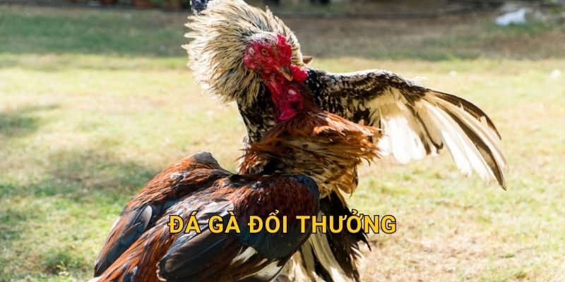 Đá gà đổi thưởng tiện lợi – Nhận quà nhanh chóng tại 28win