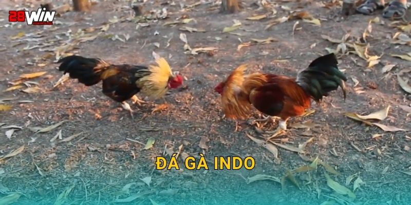 Đá gà Indo cuồng nhiệt – Trận đấu đậm chất bản địa tại 28win
