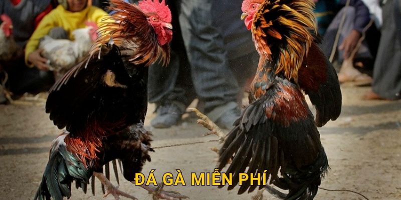 Đá gà miễn phí không rủi ro – Khám phá thỏa thích tại 28win