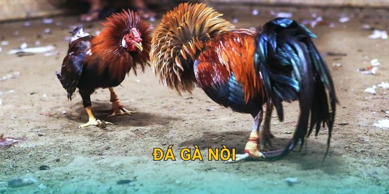 Đá gà nòi truyền thống – Sức bền bậc nhất tại 28win