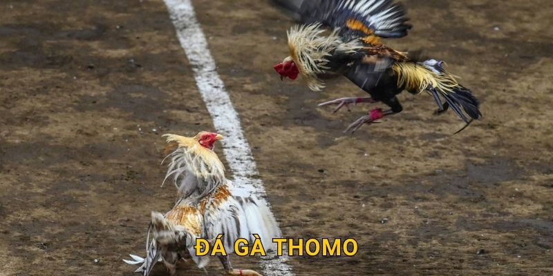 Đá gà Thomo chính gốc – Chiến trường gay cấn tại 28win