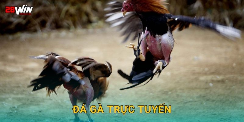 Đá gà trực tuyến tốc độ cao – Trận đấu nảy lửa tại 28win
