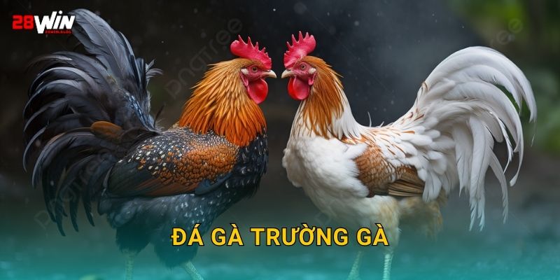 Đá gà trường gà thực chiến – Đấu trường máu lửa tại 28win