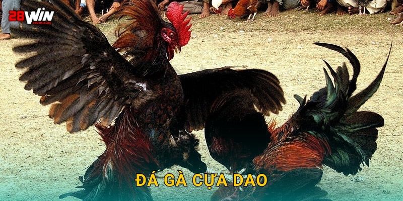 Đá gà cựa dao chuẩn xác – Đòn kết liễu sắc bén tại 28win