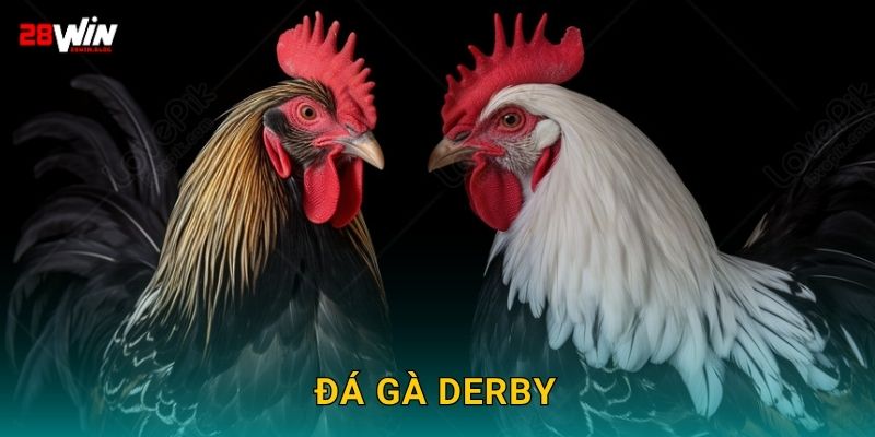 Đá gà derby chuyên nghiệp – Đấu trường đỉnh cao tại 28win